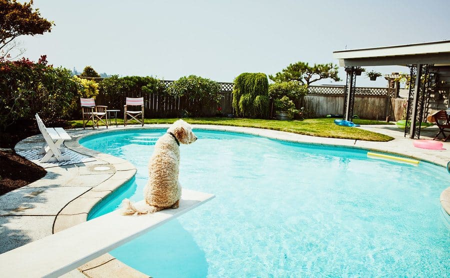 A dog is sitting on the diving board of the backyard pool looking out.