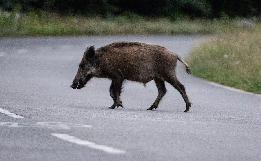 A wild boar runs across the street. 