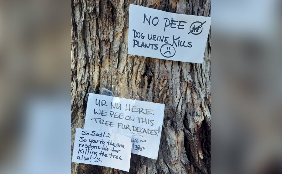 Handwritten signs are stuck to a tree. 