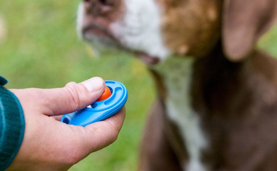 A dog is trained with a clicker device.