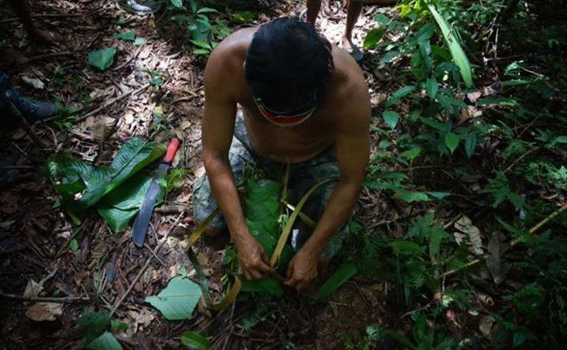 A man prepares Kambo in the Amazonian Jungle.