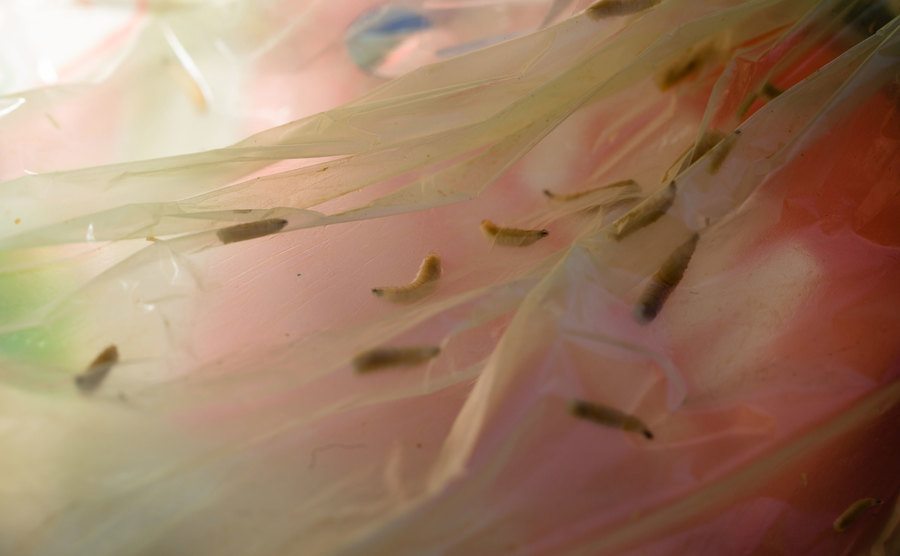 An image of larvae in a plastic bag.