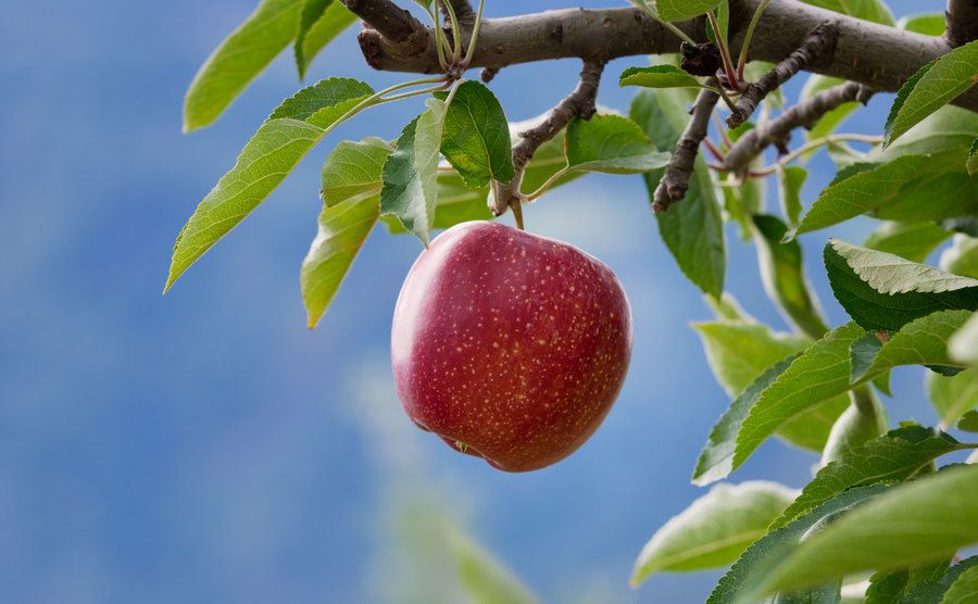 An image of an apple hanging from a tree branch.