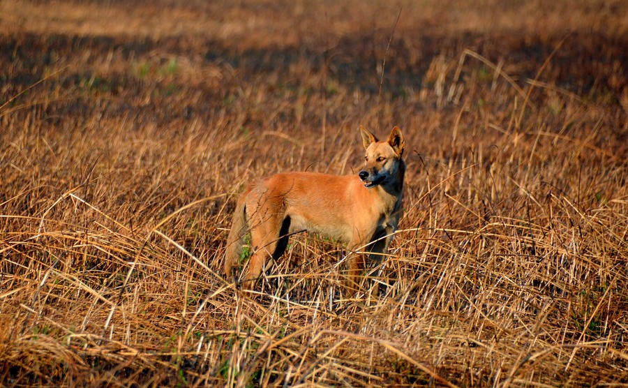 A photo of a Dingo in the wild. 