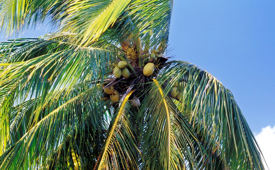 An image of a palm tree.