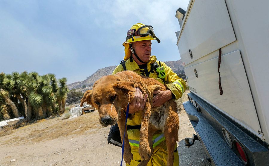 A firefighter rescues a dog. 