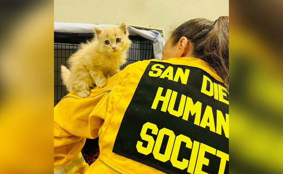 A rescuer and the Little orange kitten. 