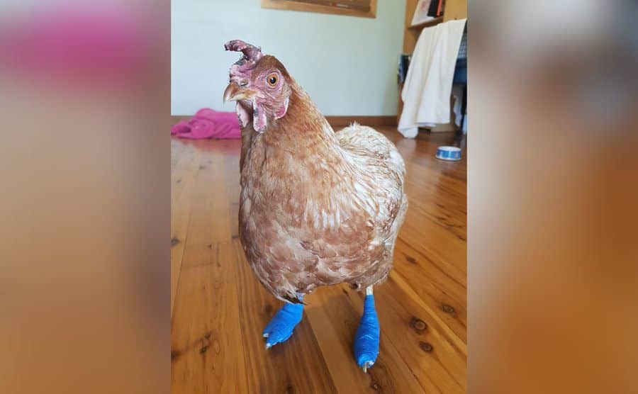 Amelia is recovering with bandages on her feet. 