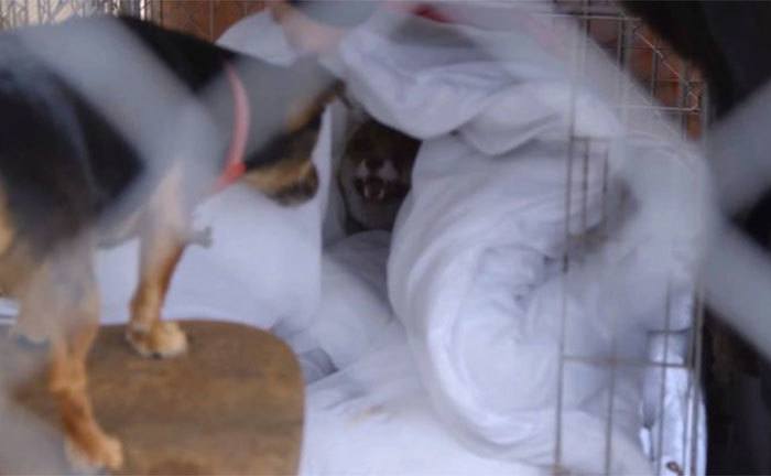 Rave the fox in her cage as she arrives at the sanctuary. 