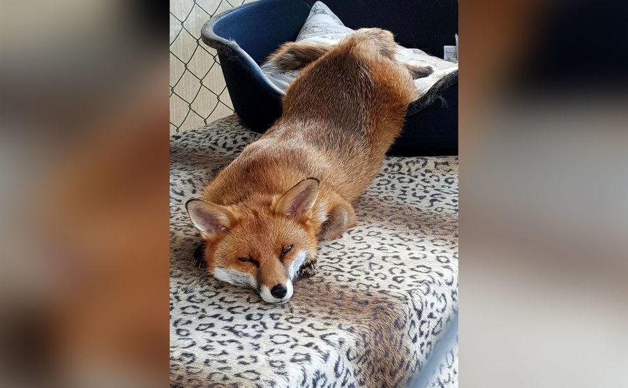 Woody the fox is relaxing at home. 