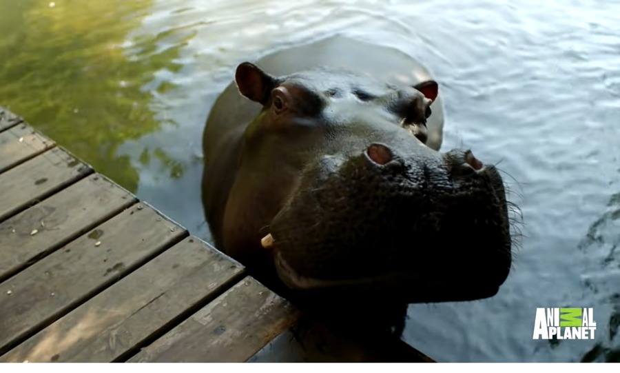Jessica the Hippo in the Lake