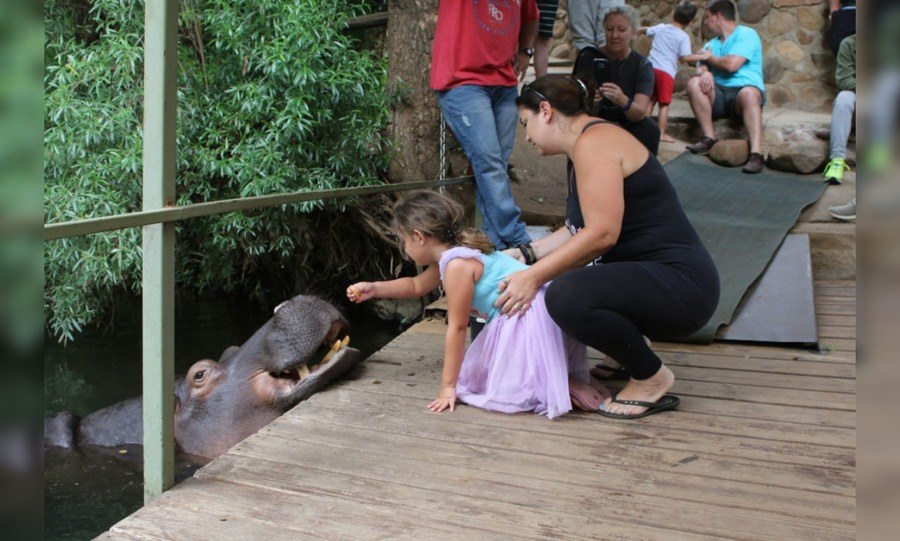 Feeding Jessica the Hippo