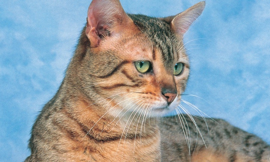Close-up of a Bronze Egyptian Mau cat