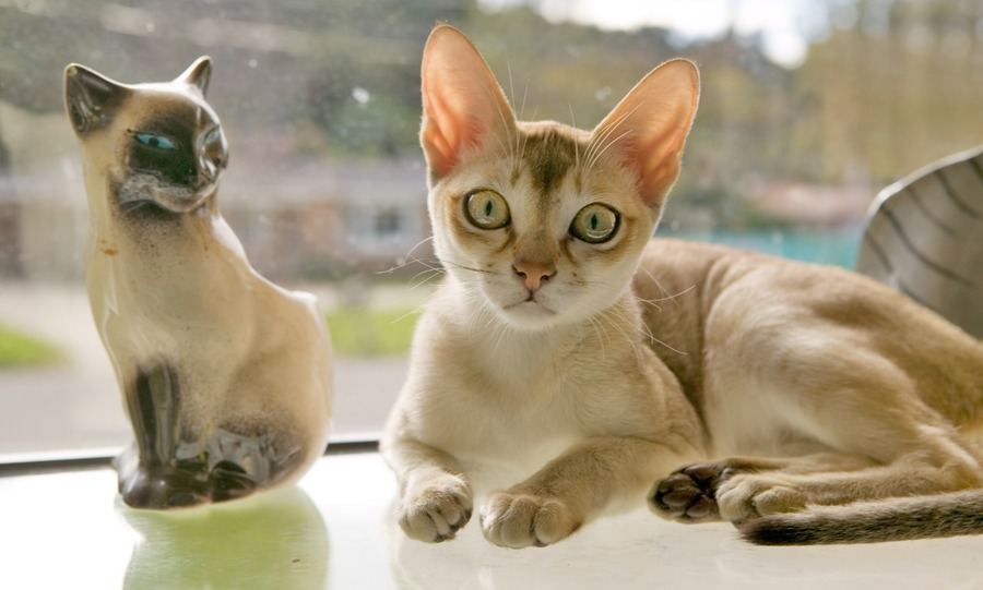 The Singapura breed of cat
